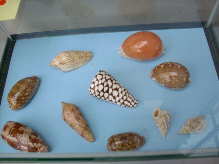 IMG_0079_resultado
